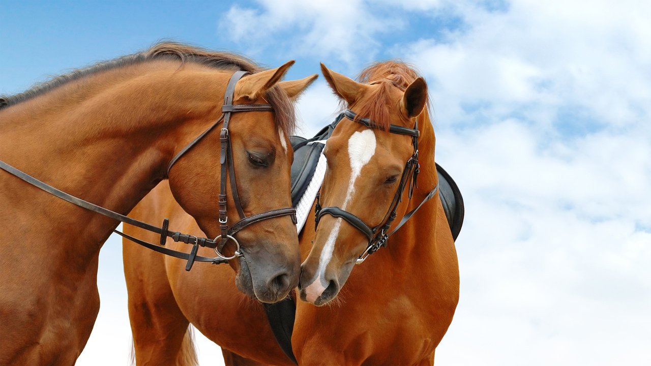 Обои небо, лошади, кони, голубая, неба, the sky, horse, horses, blue, sky разрешение 2560x1440 Загрузить