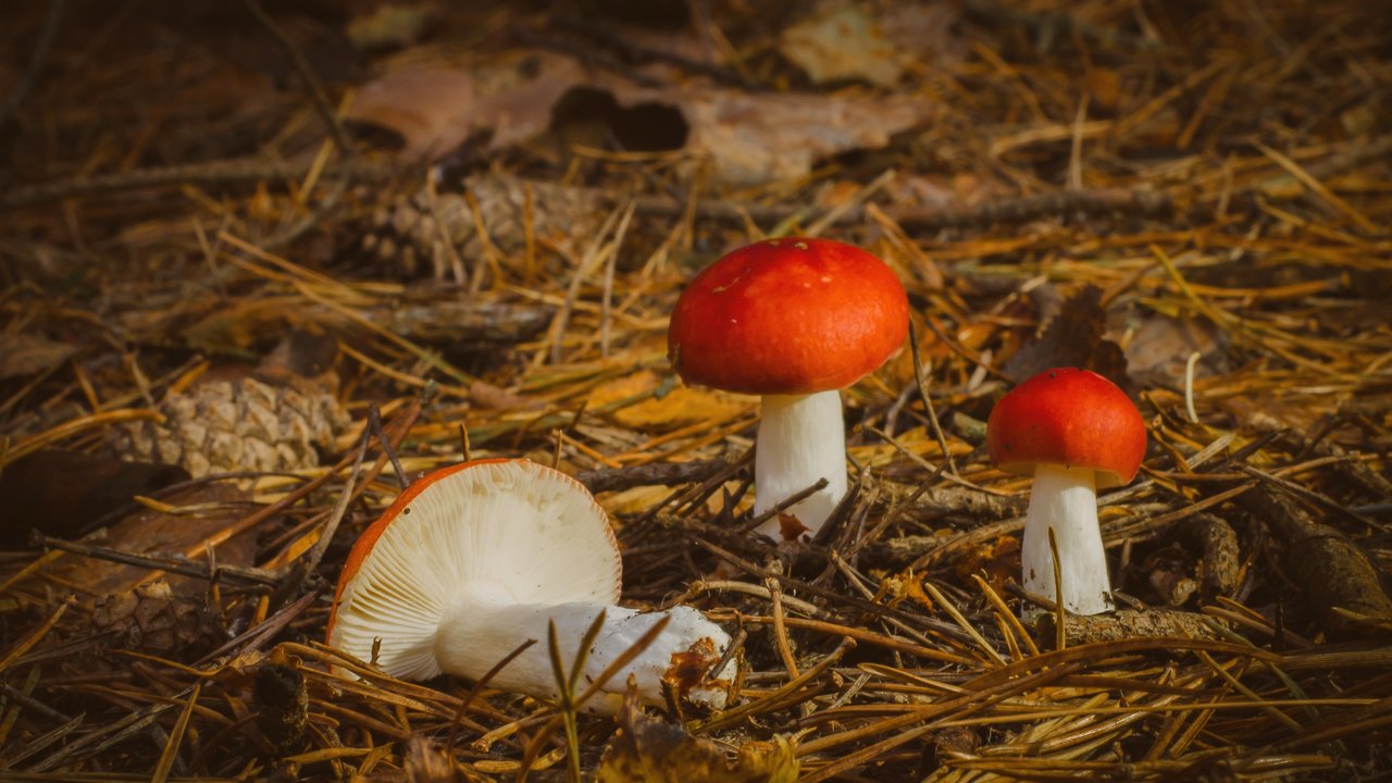 Обои природа, осень, грибы, nature, autumn, mushrooms разрешение 3527x2336 Загрузить