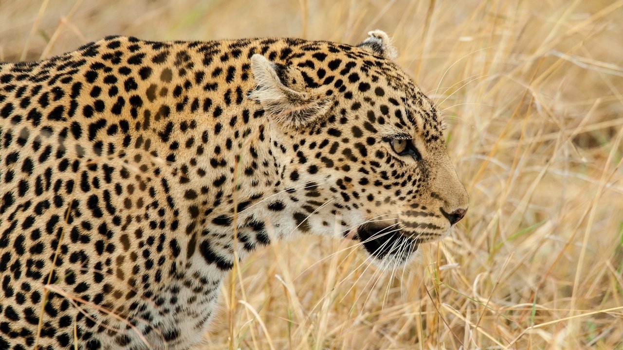 Обои морда, трава, леопард, хищник, профиль, дикая кошка, face, grass, leopard, predator, profile, wild cat разрешение 2048x1491 Загрузить