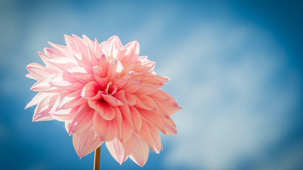 Обои цветок, лепестки, розовый, голубой фон, георгин, flower, petals, pink, blue background, dahlia разрешение 2048x1348 Загрузить