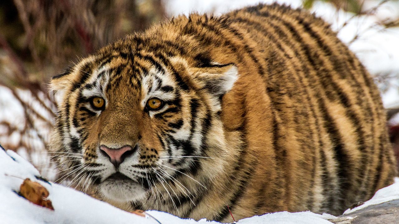 Обои тигр, снег, взгляд, tiger, snow, look разрешение 3770x2388 Загрузить