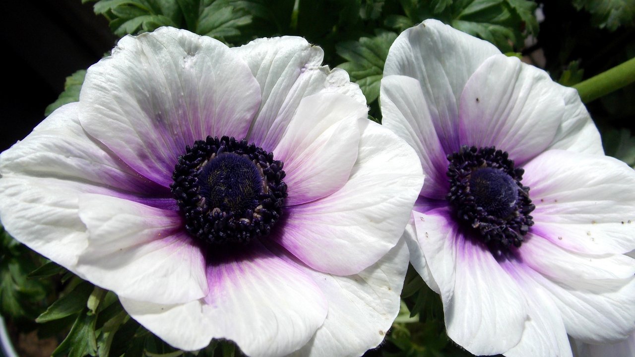 Обои цветы, фото, белый, анемоны, flowers, photo, white, anemones разрешение 3000x2250 Загрузить