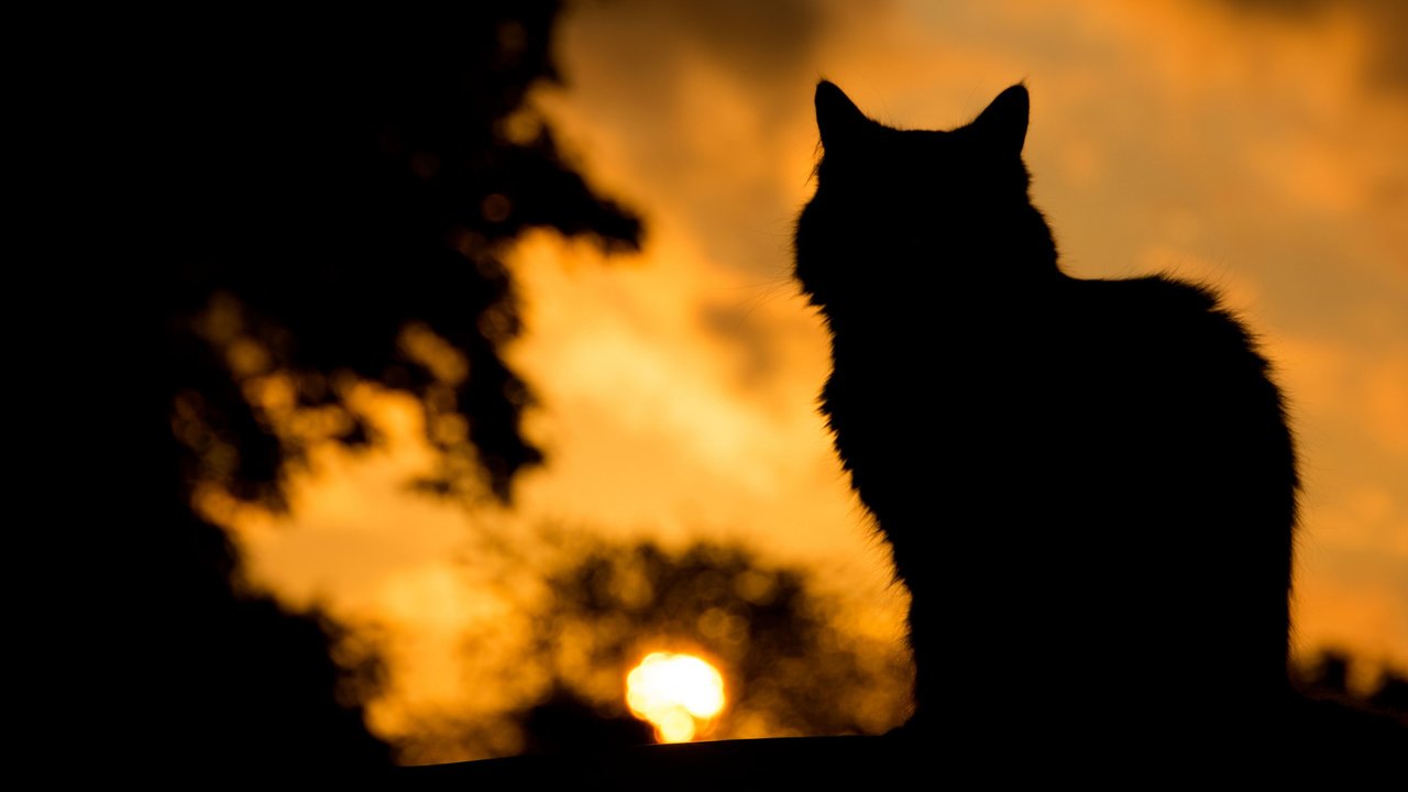 Обои кот, кошка, тень, силуэт, cat, shadow, silhouette разрешение 2048x1365 Загрузить