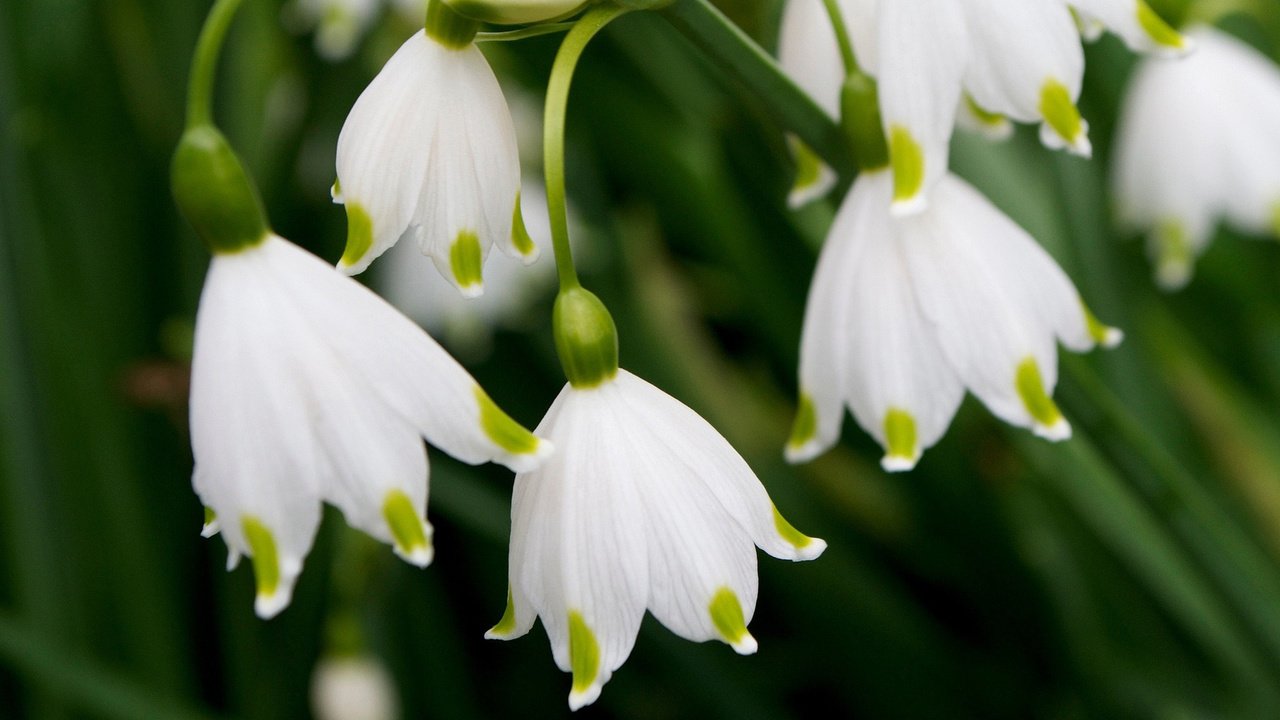 Обои лепестки, весна, белые, подснежники, petals, spring, white, snowdrops разрешение 2048x1365 Загрузить