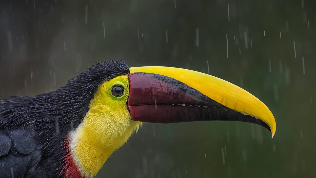 Обои птица, тукан, клюв, дождь, коричневоспинный тукан, bird, toucan, beak, rain, korichnevoy toucan разрешение 2048x1363 Загрузить
