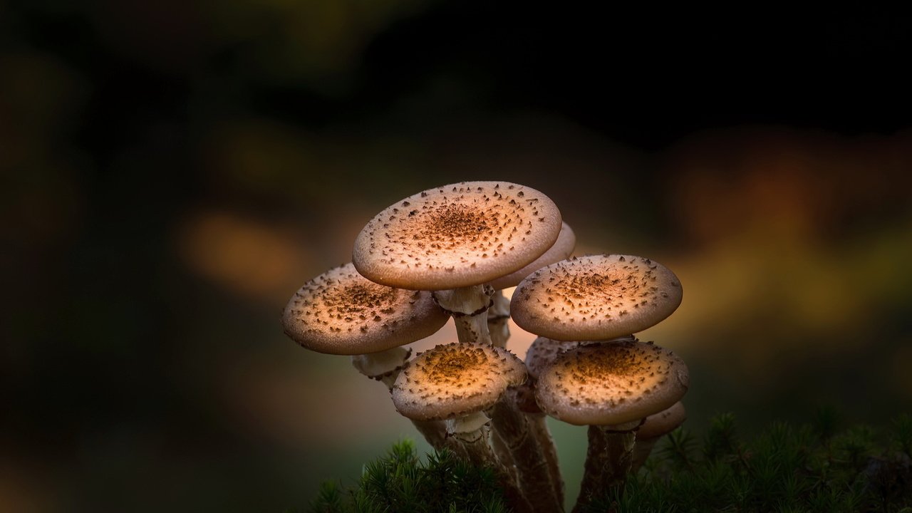 Обои природа, фон, грибы, nature, background, mushrooms разрешение 2047x1171 Загрузить