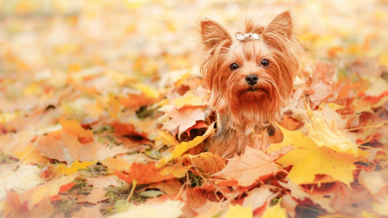 Обои листья, взгляд, осень, собака, друг, leaves, look, autumn, dog, each разрешение 2880x1774 Загрузить