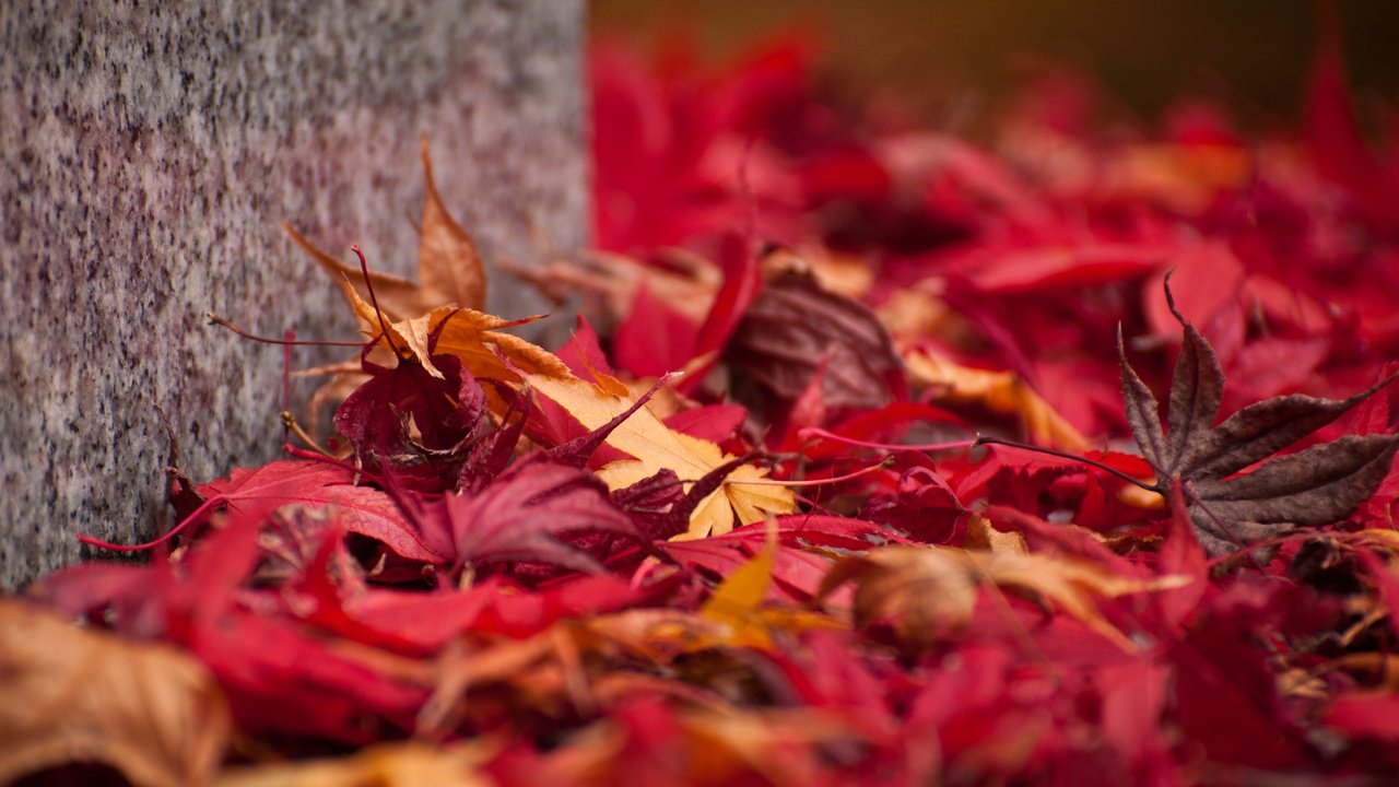 Обои природа, листья, осень, кленовый лист, осенние листья, nature, leaves, autumn, maple leaf, autumn leaves разрешение 2048x1360 Загрузить