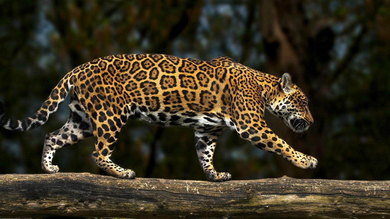 Обои хищник, ягуар, бревно, дикая кошка, predator, jaguar, log, wild cat разрешение 2081x1080 Загрузить