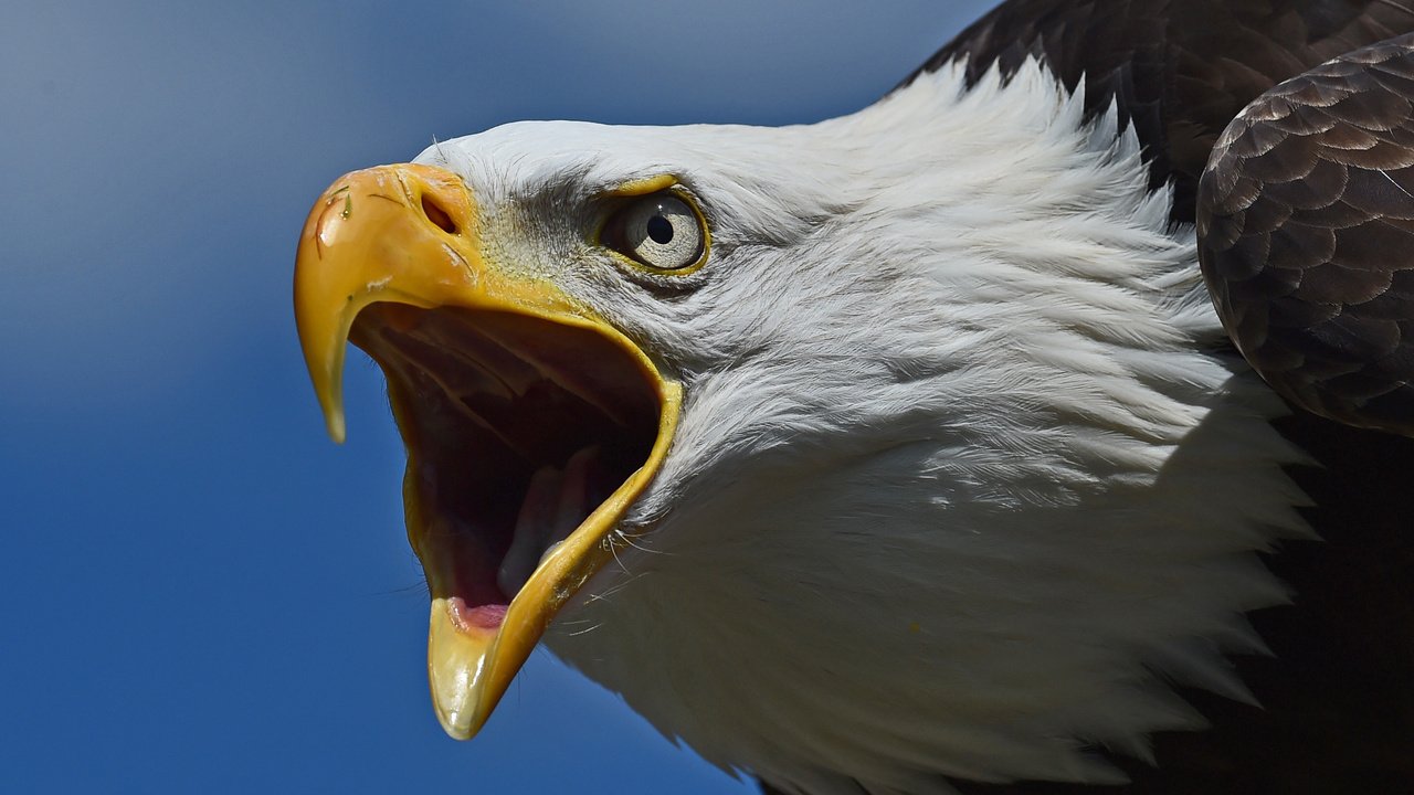 Обои хищник, птица, клюв, голова, белоголовый орлан, predator, bird, beak, head, bald eagle разрешение 2915x1676 Загрузить