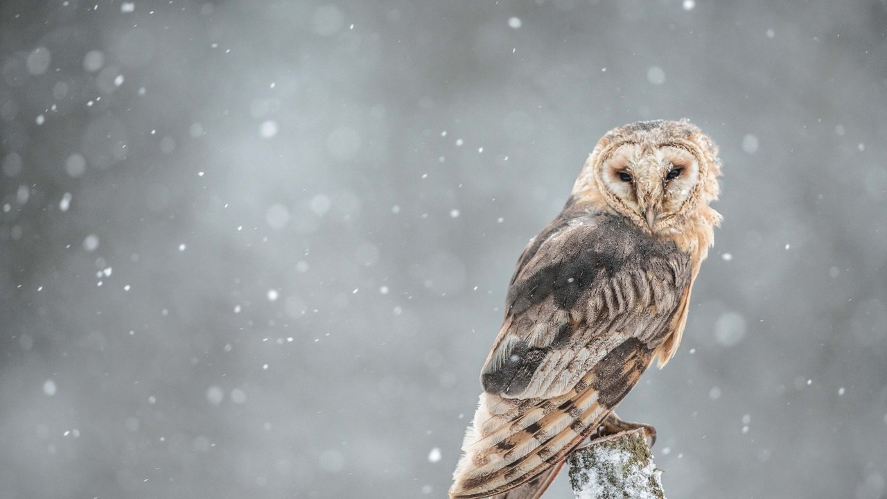 Обои сова, ветка, снег, взгляд, птица, owl, branch, snow, look, bird разрешение 2048x1367 Загрузить