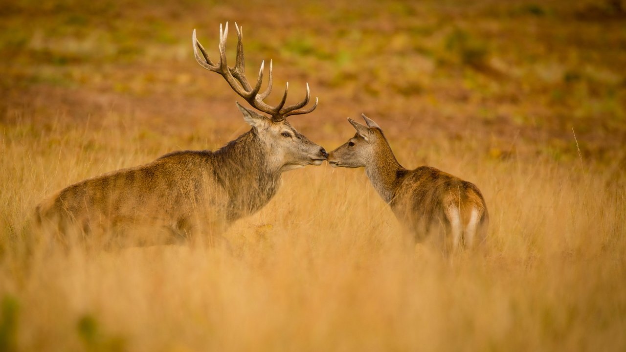 Обои природа, осень, олени, nature, autumn, deer разрешение 2560x1644 Загрузить