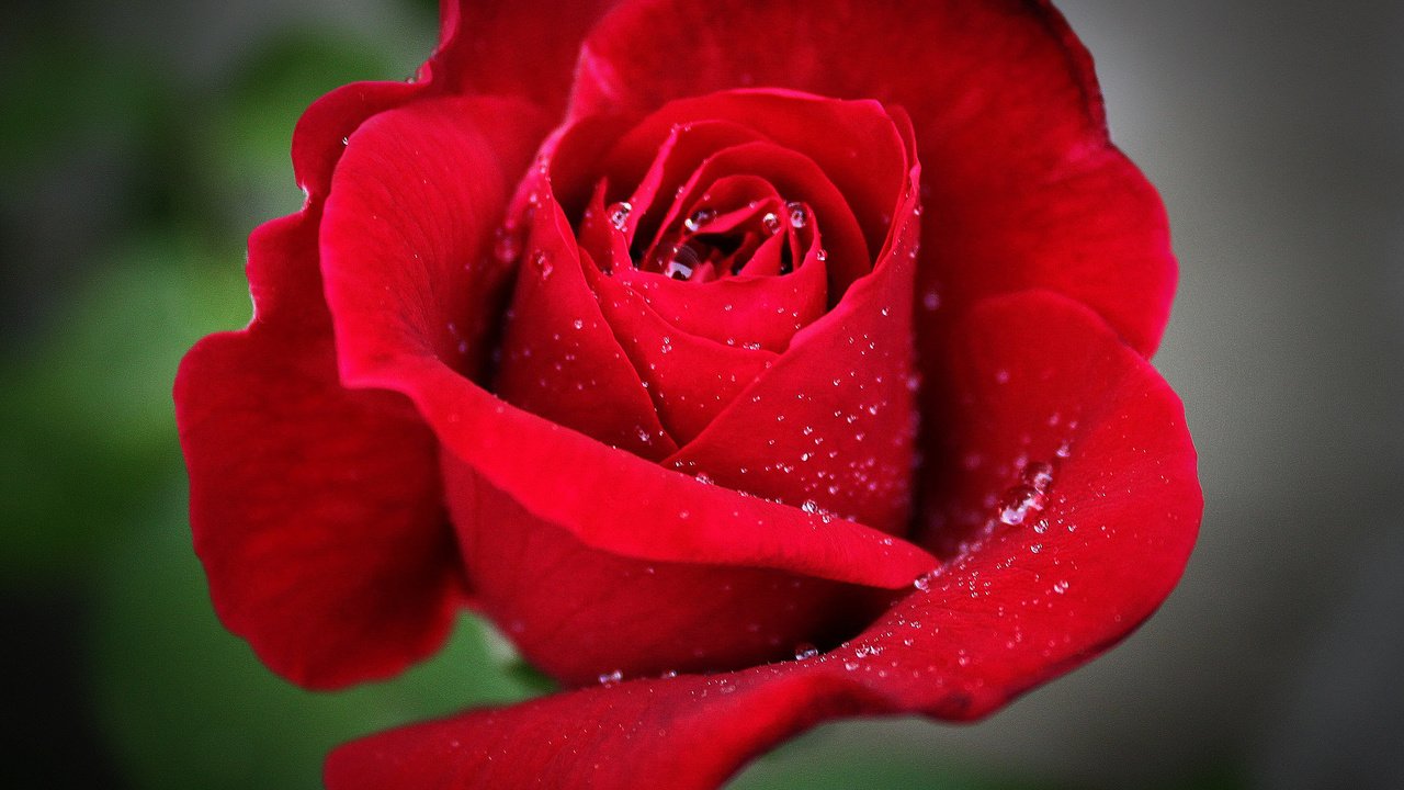 Обои макро, цветок, капли, роза, красная, красная роза, боке, makro, цветком, macro, flower, drops, rose, red, red rose, bokeh разрешение 3505x2853 Загрузить