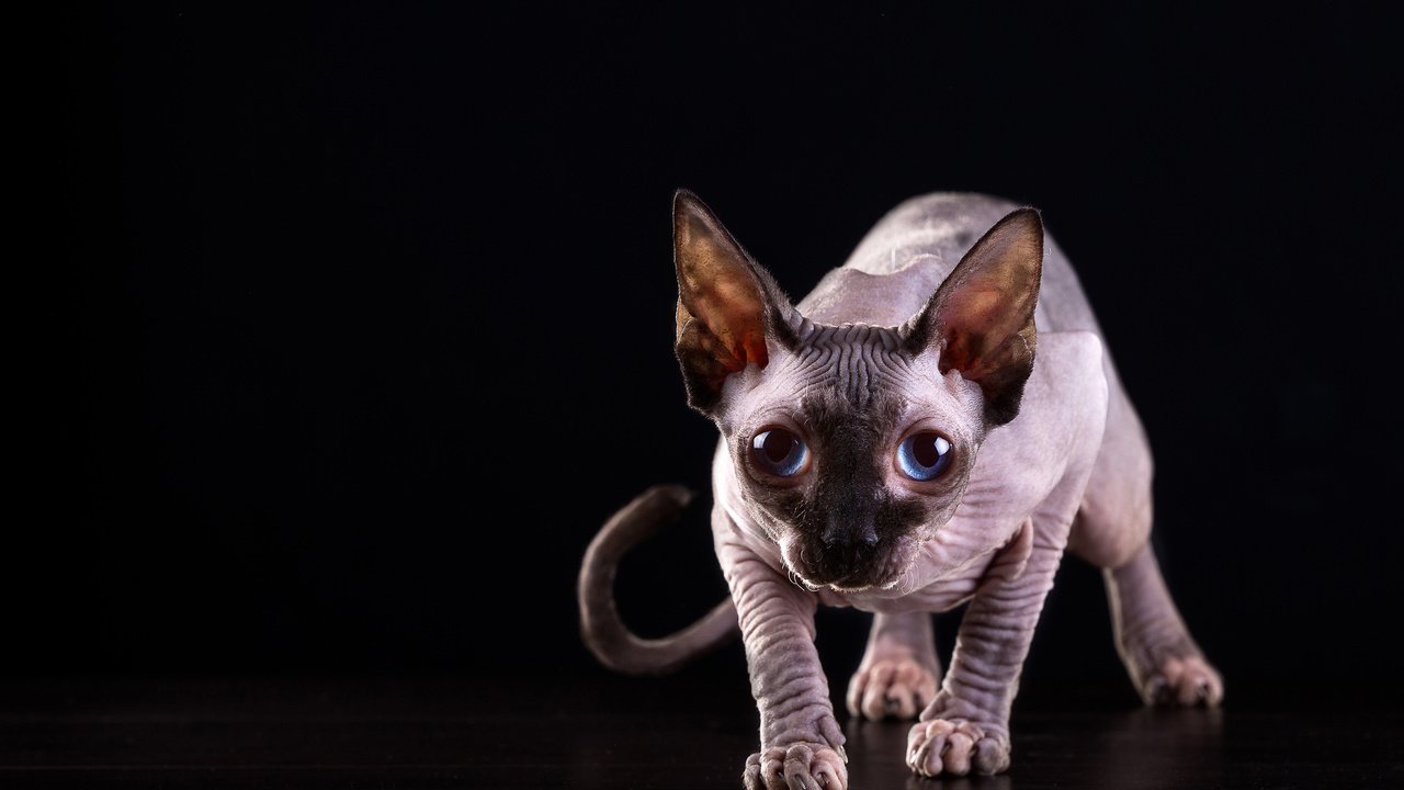 Обои кот, мордочка, кошка, взгляд, черный фон, голубые глаза, сфинкс, cat, muzzle, look, black background, blue eyes, sphinx разрешение 4460x2973 Загрузить