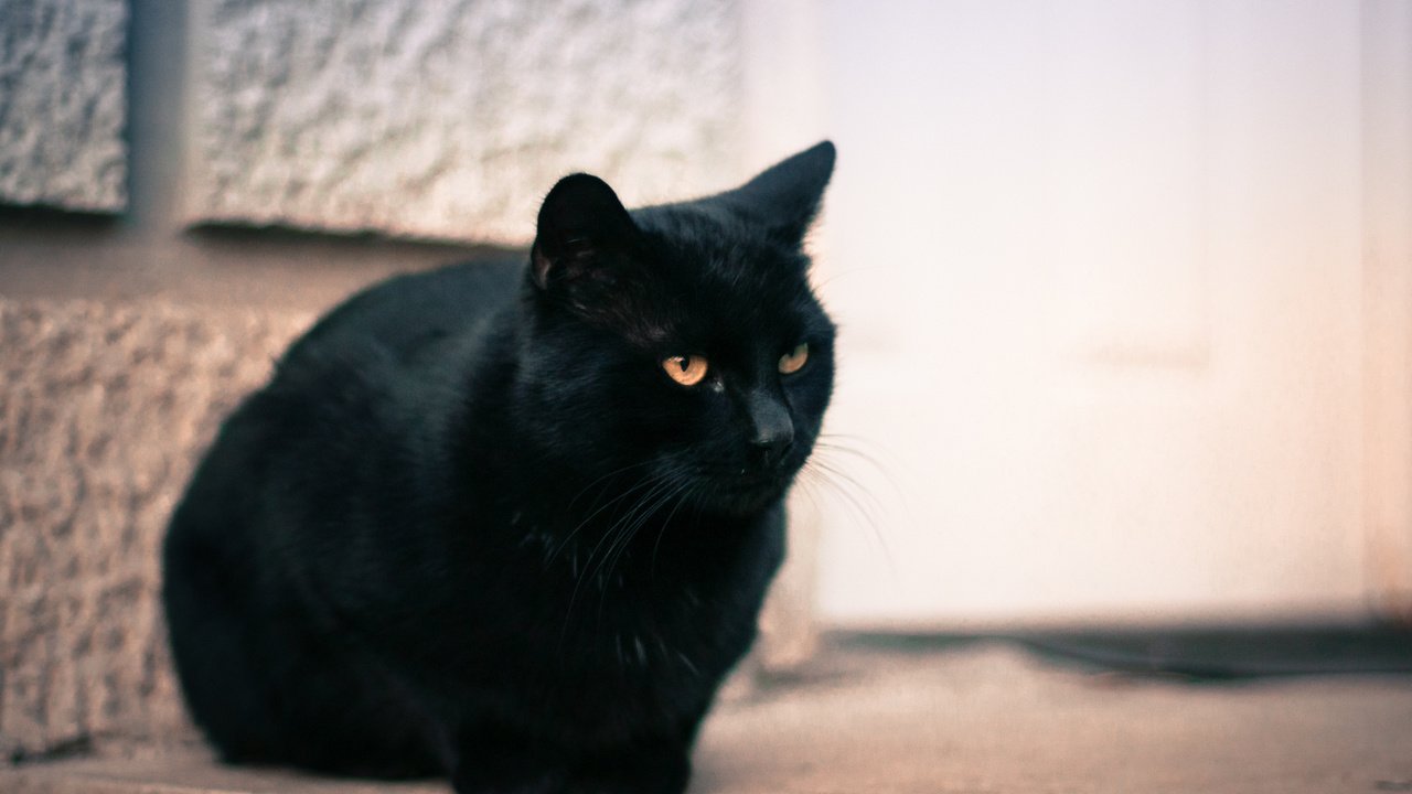 Обои глаза, кот, мордочка, кошка, взгляд, черный, eyes, cat, muzzle, look, black разрешение 4288x2848 Загрузить