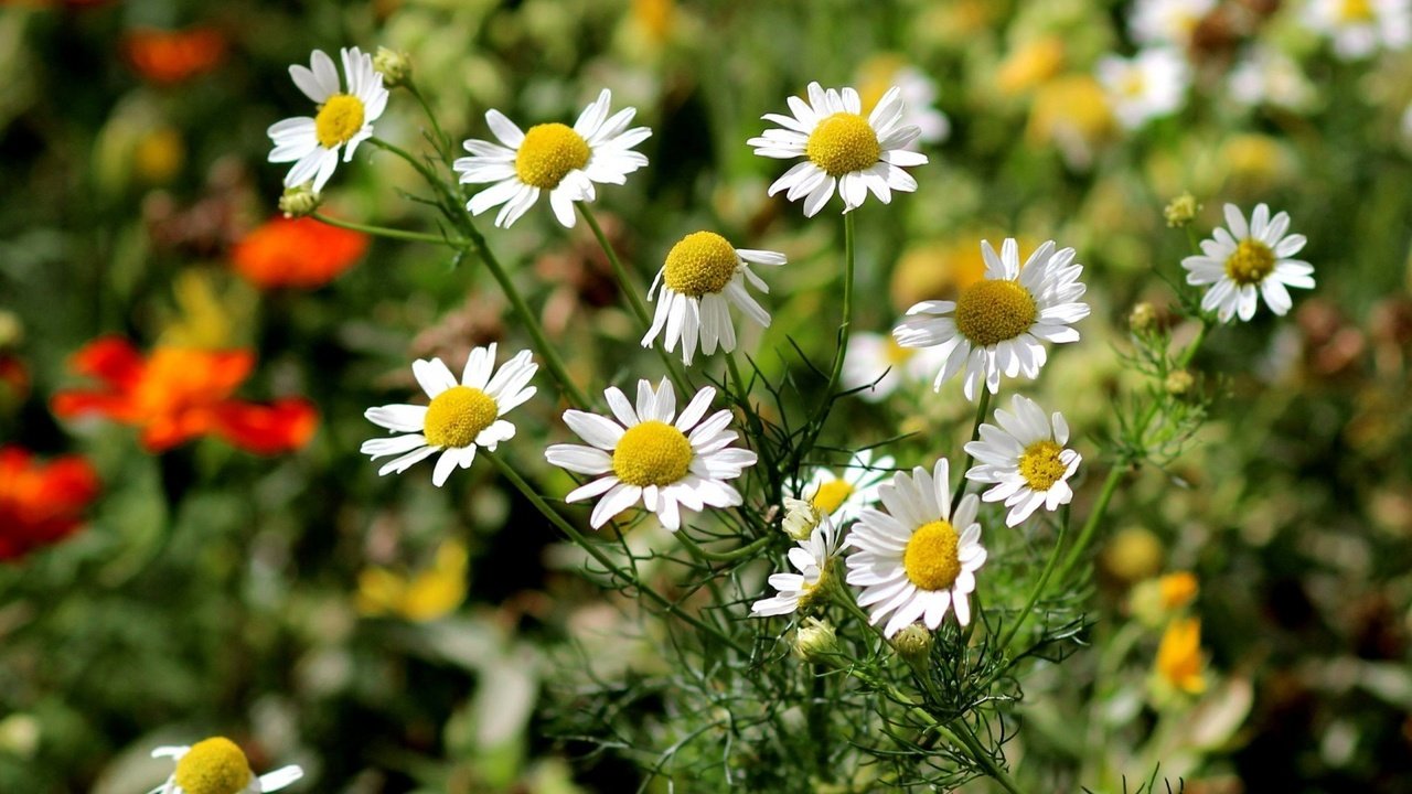 Обои цветы, природа, ромашки, белые, flowers, nature, chamomile, white разрешение 1920x1080 Загрузить