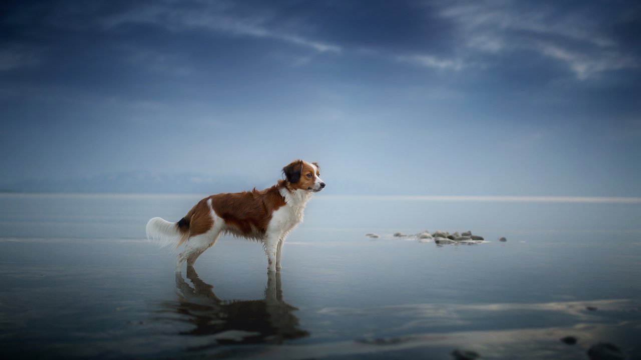 Обои море, взгляд, собака, друг, sea, look, dog, each разрешение 2048x1365 Загрузить