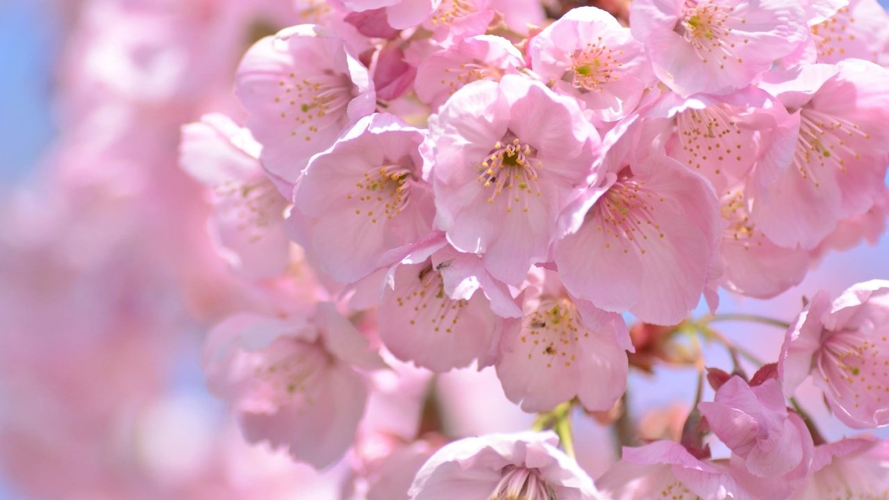Обои макро, весна, розовый, вишня, сакура, macro, spring, pink, cherry, sakura разрешение 2048x1356 Загрузить