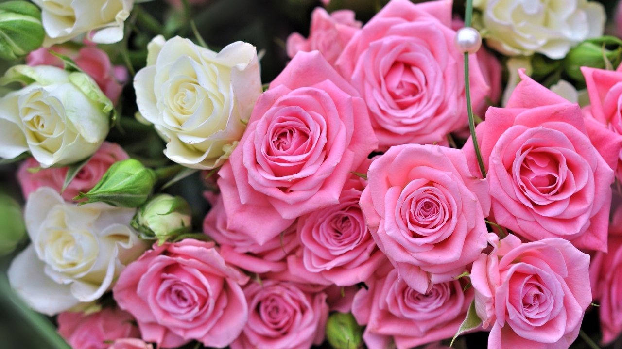 Обои бутоны, розы, букет, buds, roses, bouquet разрешение 1920x1249 Загрузить