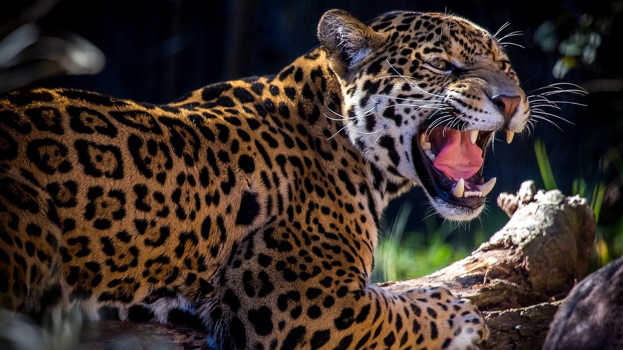Обои пятна, хищник, ягуар, оскал, рык, spot, predator, jaguar, grin, roar разрешение 2048x1366 Загрузить