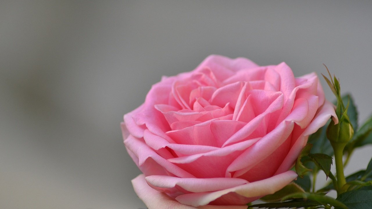 Обои цветы, роза, лепестки, бутон, розовые, flowers, rose, petals, bud, pink разрешение 1920x1200 Загрузить
