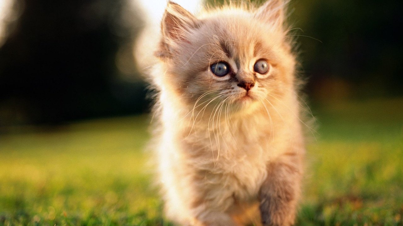 Обои мордочка, кошка, взгляд, котенок, малыш, рыжий, muzzle, cat, look, kitty, baby, red разрешение 1920x1200 Загрузить