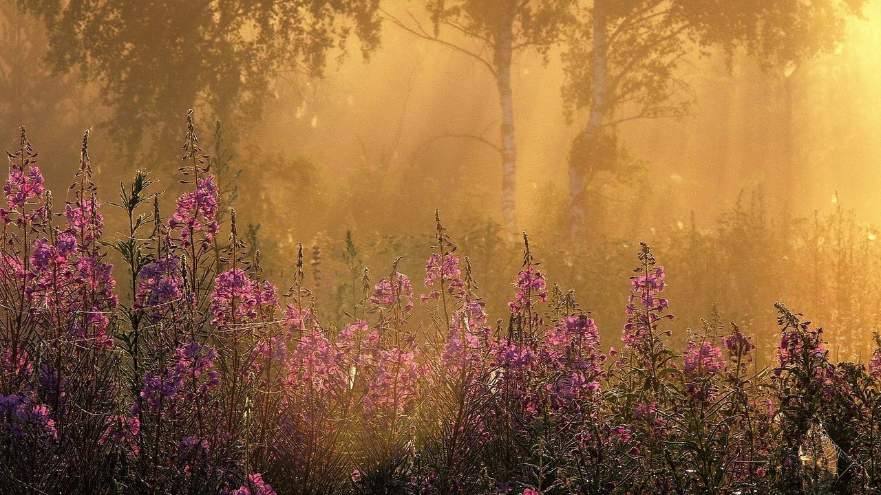 Обои цветы, трава, деревья, лучи, утро, туман, березы, flowers, grass, trees, rays, morning, fog, birch разрешение 2047x1535 Загрузить