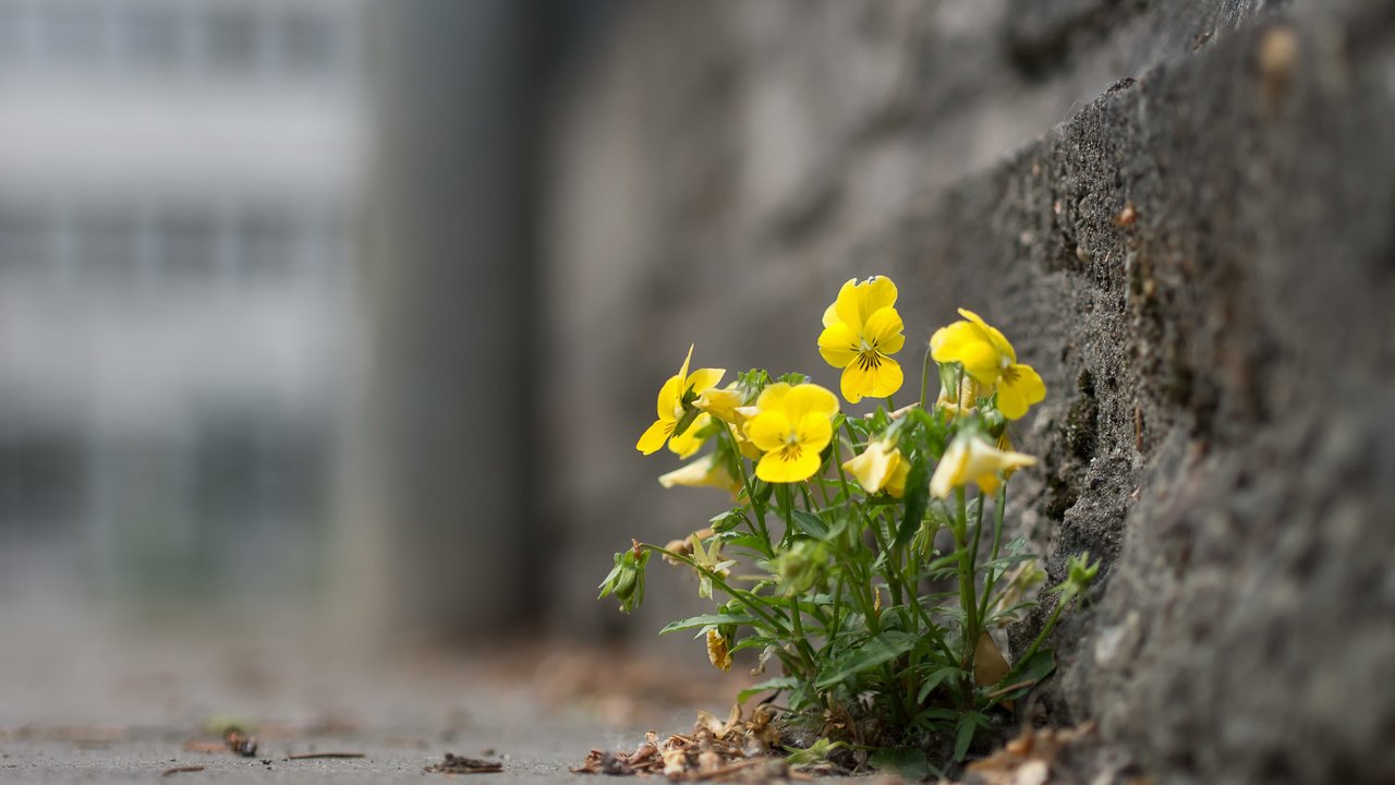 Обои цветы, город, улица, анютины глазки, flowers, the city, street, pansy разрешение 1920x1442 Загрузить