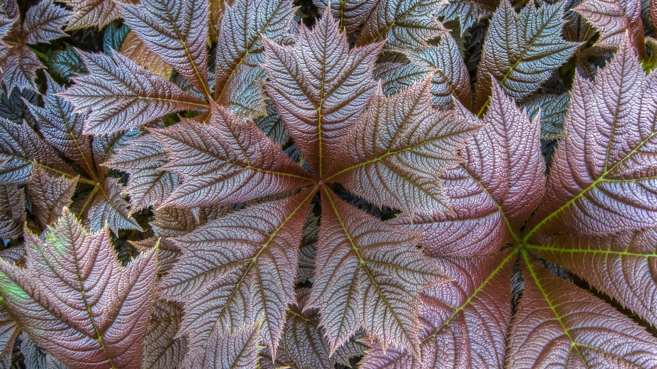 Обои природа, листья, осень, прожилки, растение, крупным планом, nature, leaves, autumn, veins, plant, closeup разрешение 2560x1707 Загрузить