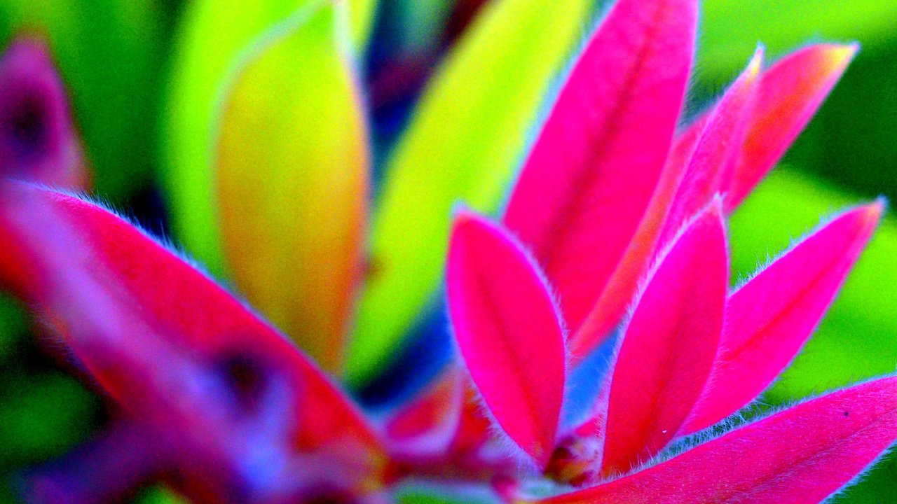 Обои природа, листья, цвет, растение, nature, leaves, color, plant разрешение 2048x1662 Загрузить