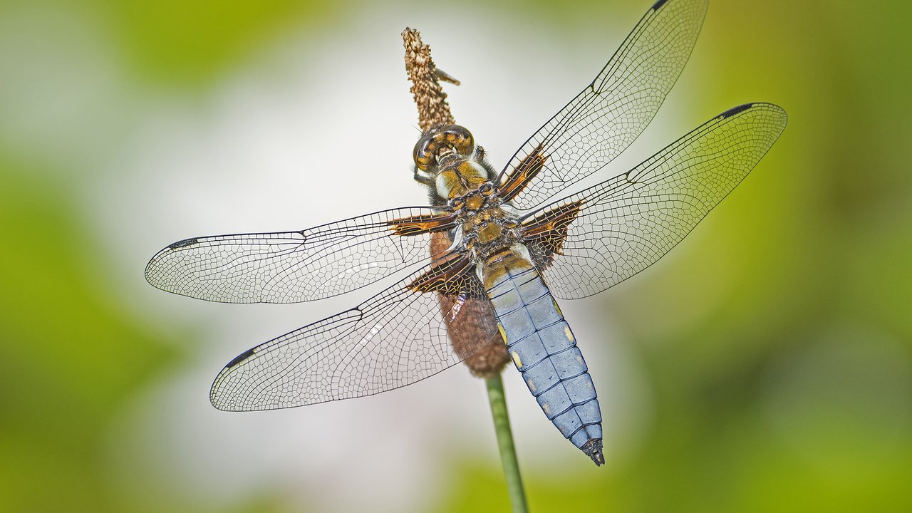 Обои макро, насекомое, крылья, стрекоза, macro, insect, wings, dragonfly разрешение 2048x1365 Загрузить