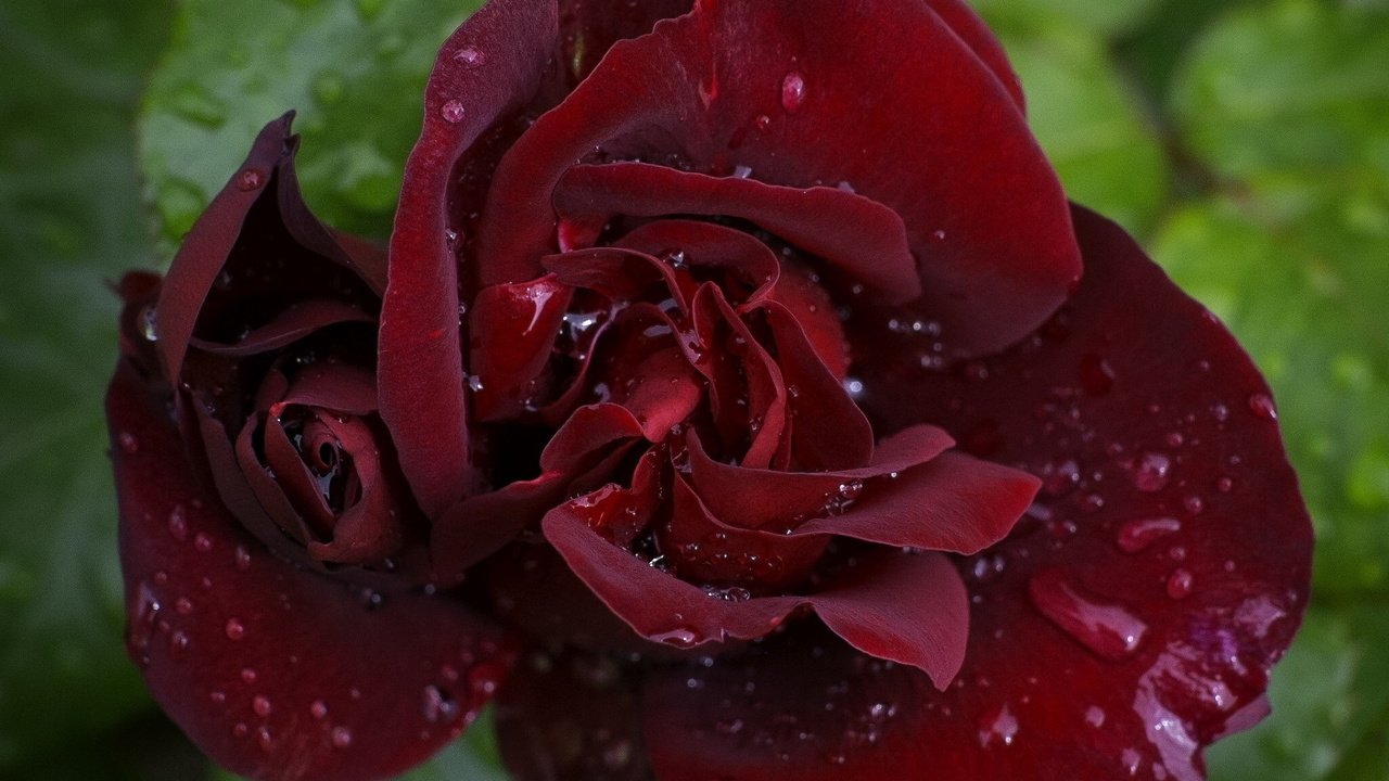 Обои цветок, капли, роза, бордовая, flower, drops, rose, burgundy разрешение 1920x1200 Загрузить