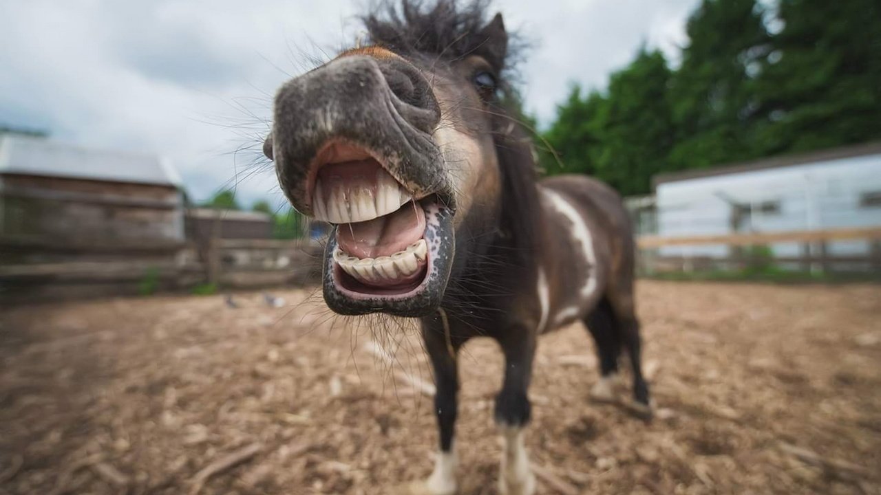 Обои морда, лошадь, портрет, животное, пони, конь, ракурс, shetland, face, horse, portrait, animal, pony, view разрешение 1920x1283 Загрузить