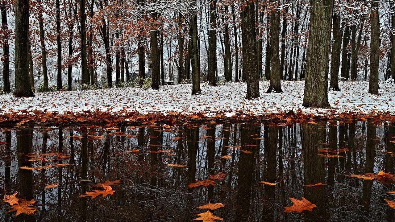 Обои снег, листья, зима, отражение, парк, осень, первый снег, snow, leaves, winter, reflection, park, autumn, the first snow разрешение 2017x1356 Загрузить