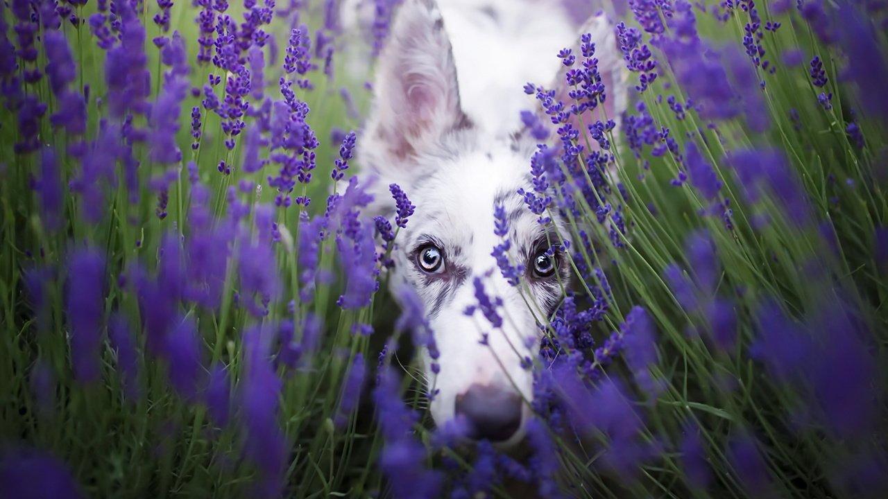 Обои цветы, лаванда, взгляд, собака, бордер-колли, cirilla, alicja zmysłowska, flowers, lavender, look, dog, the border collie разрешение 1920x1280 Загрузить