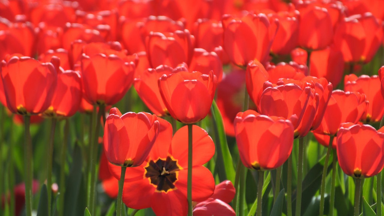 Обои бутоны, тюльпаны, много, красные тюльпаны, buds, tulips, a lot, red tulips разрешение 2048x1360 Загрузить