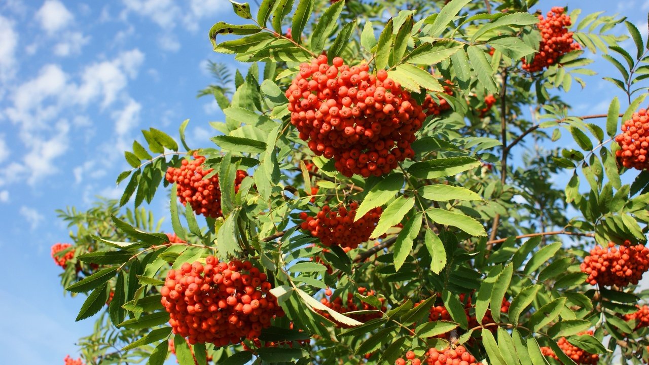 Обои небо, дерево, ветки, ягоды, плоды, гроздья, рябина, the sky, tree, branches, berries, fruit, bunches, rowan разрешение 2400x1507 Загрузить