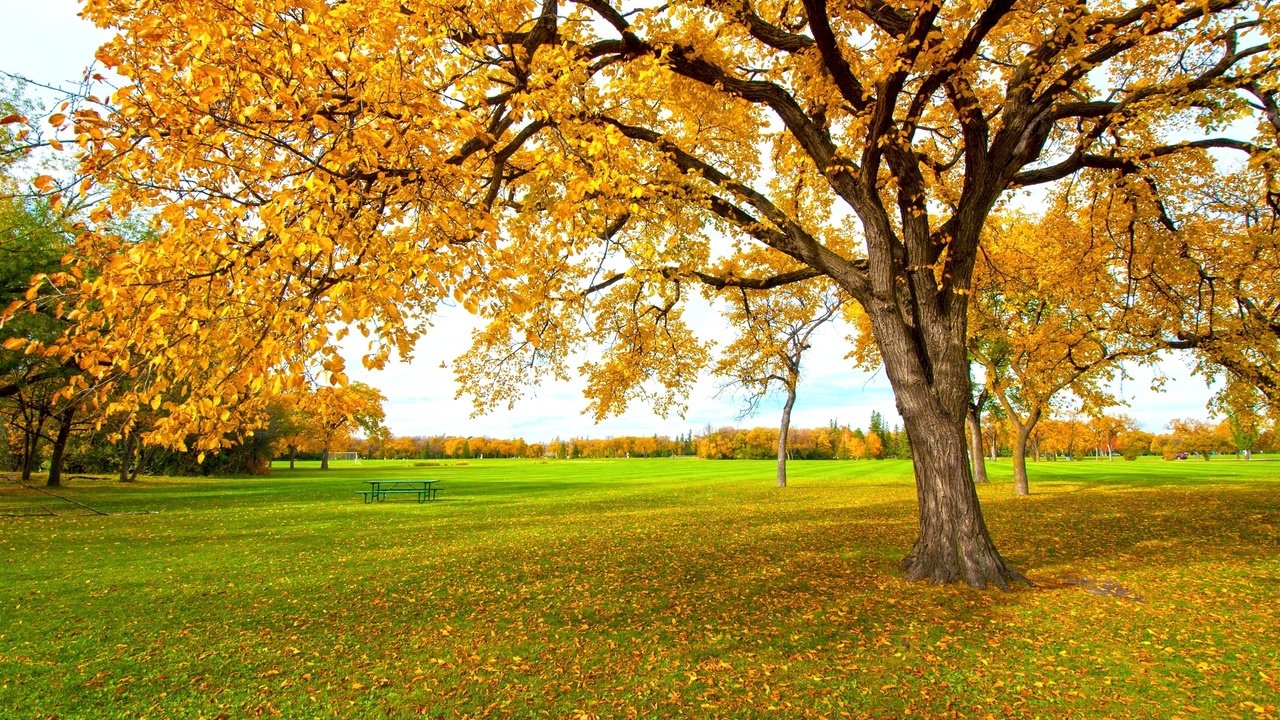 Обои дерево, желтый, листья, осень, tree, yellow, leaves, autumn разрешение 2048x1360 Загрузить