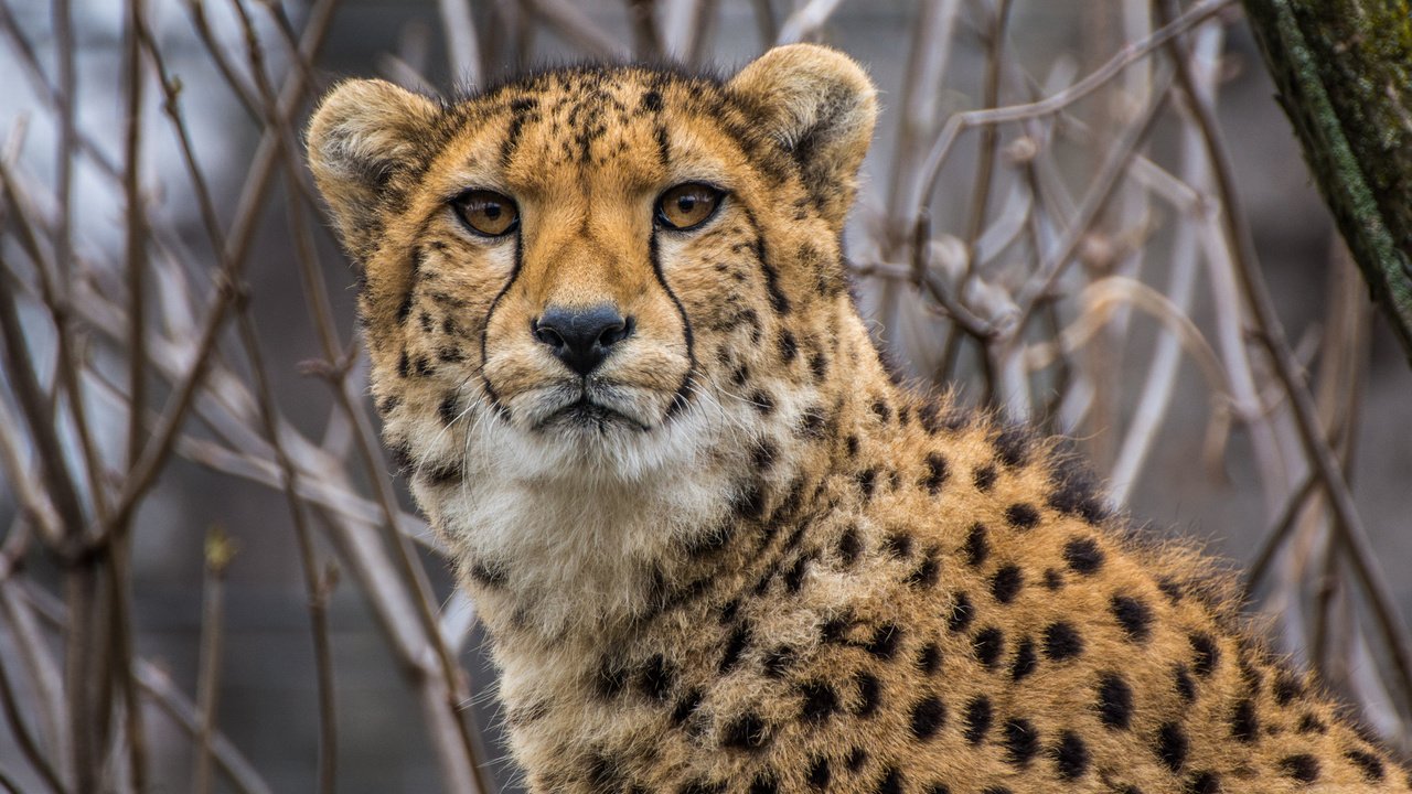 Обои морда, взгляд, хищник, большая кошка, гепард, face, look, predator, big cat, cheetah разрешение 2048x1365 Загрузить