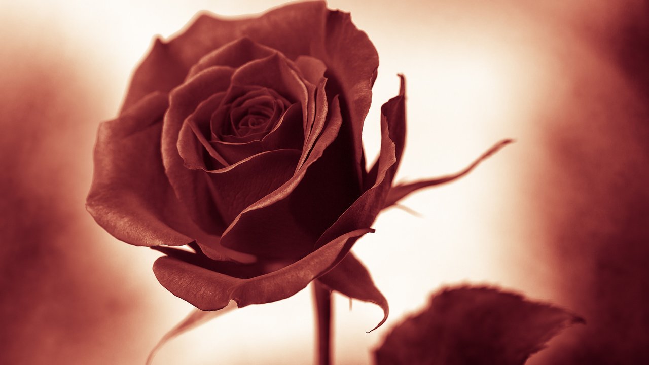 Обои фон, цветок, роза, background, flower, rose разрешение 2048x1365 Загрузить