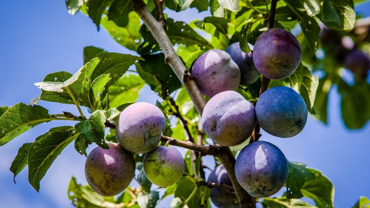 Обои небо, листья, плоды, сливы, the sky, leaves, fruit, plum разрешение 2048x1344 Загрузить