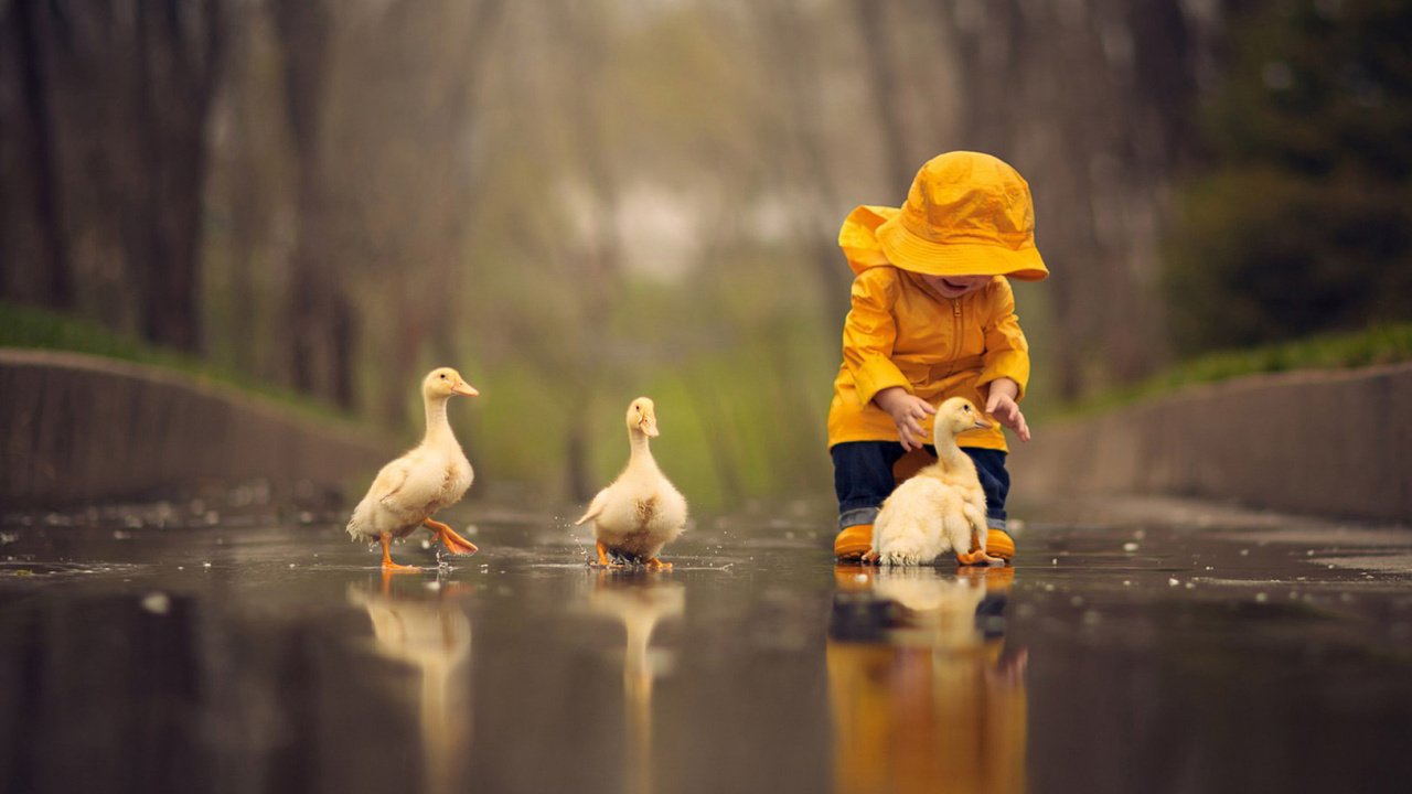 Обои дети, птицы, дождь, игра, ребенок, мальчик, детство, гуси, children, birds, rain, the game, child, boy, childhood, geese разрешение 1920x1200 Загрузить