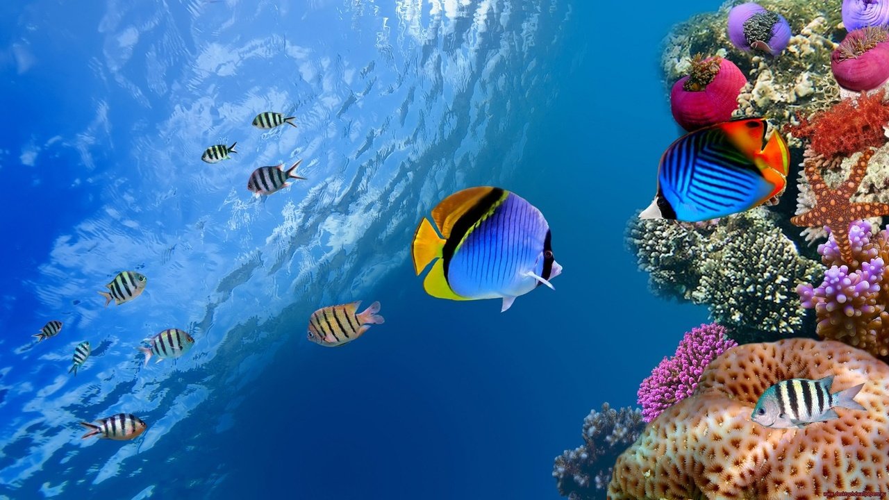 Обои море, рыбки, рыбы, кораллы, риф, подводный мир, коралловый риф, fishs, sea, fish, corals, reef, underwater world, coral reef разрешение 1920x1080 Загрузить