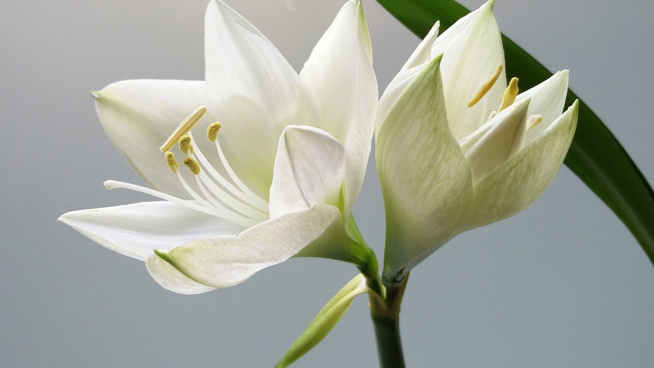 Обои цветы, лепестки, белые, белые цветы, flowers, petals, white, white flowers разрешение 2880x1800 Загрузить