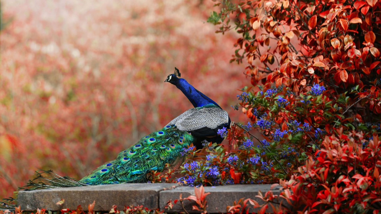 Обои цветы, птица, павлин, хвост, боке, flowers, bird, peacock, tail, bokeh разрешение 2048x1152 Загрузить