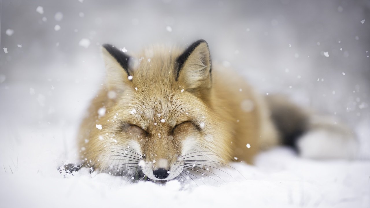 Обои снег, зима, животные, сон, лиса, лисица, snow, winter, animals, sleep, fox разрешение 2048x1365 Загрузить
