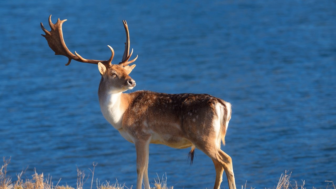Обои природа, олень, фон, рога, nature, deer, background, horns разрешение 2048x1459 Загрузить