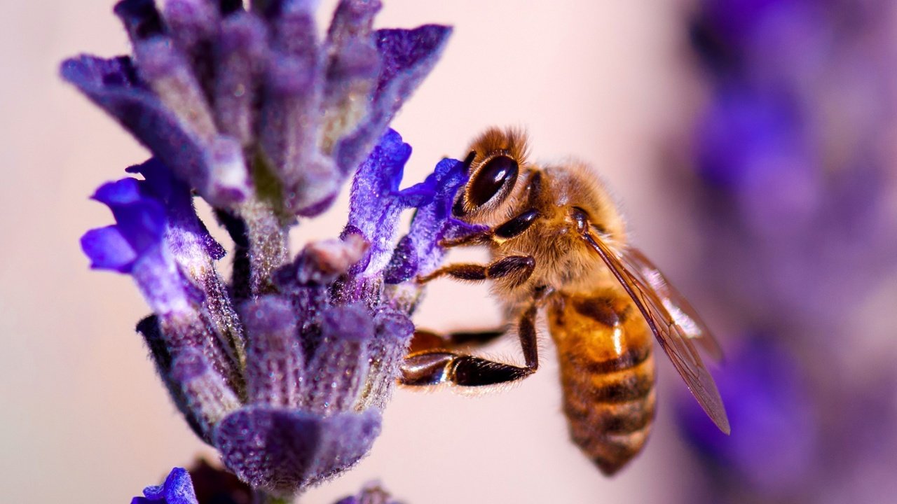 Обои природа, насекомое, цветок, растение, пчела, nature, insect, flower, plant, bee разрешение 1920x1080 Загрузить