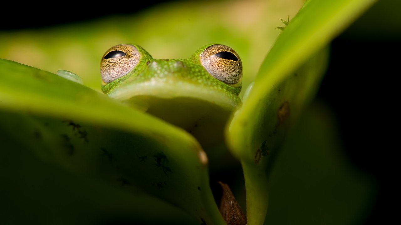 Обои природа, фон, лягушка, nature, background, frog разрешение 2560x1583 Загрузить