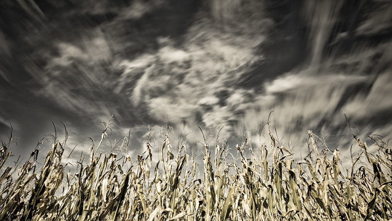 Обои небо, облака, природа, поле, кукуруза, the sky, clouds, nature, field, corn разрешение 2048x1367 Загрузить